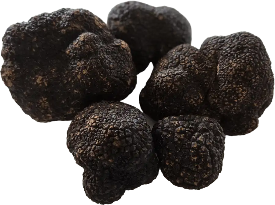 Australisch Schwarze Périgord-Trüffel